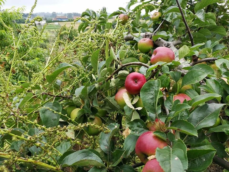 Bosque de alimentos